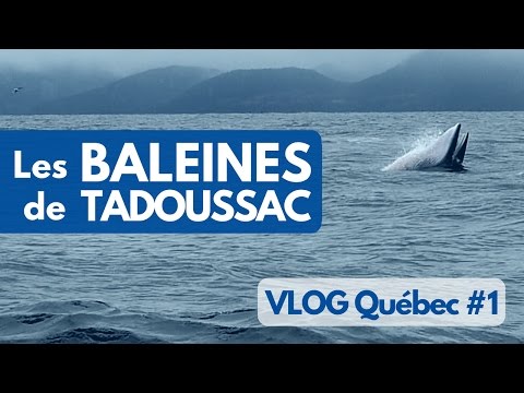 download lagu mp3 mp4 Tadoussac Baleine, download lagu Tadoussac Baleine gratis, unduh video klip Tadoussac Baleine