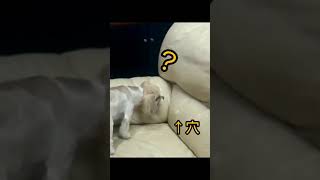 ソファーに穴を見つけた犬の反応にジワリくる
