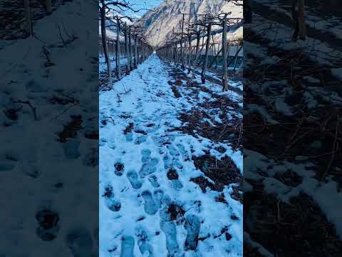 Rivadavia, Vicuña, Valle del Elqui #vicuña #valledelelqui #coquimbo #laserena #vacaciones #invierno