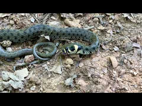 Gjarpëri i ujit ose Gjarpëri i barit (Natrix natrix)