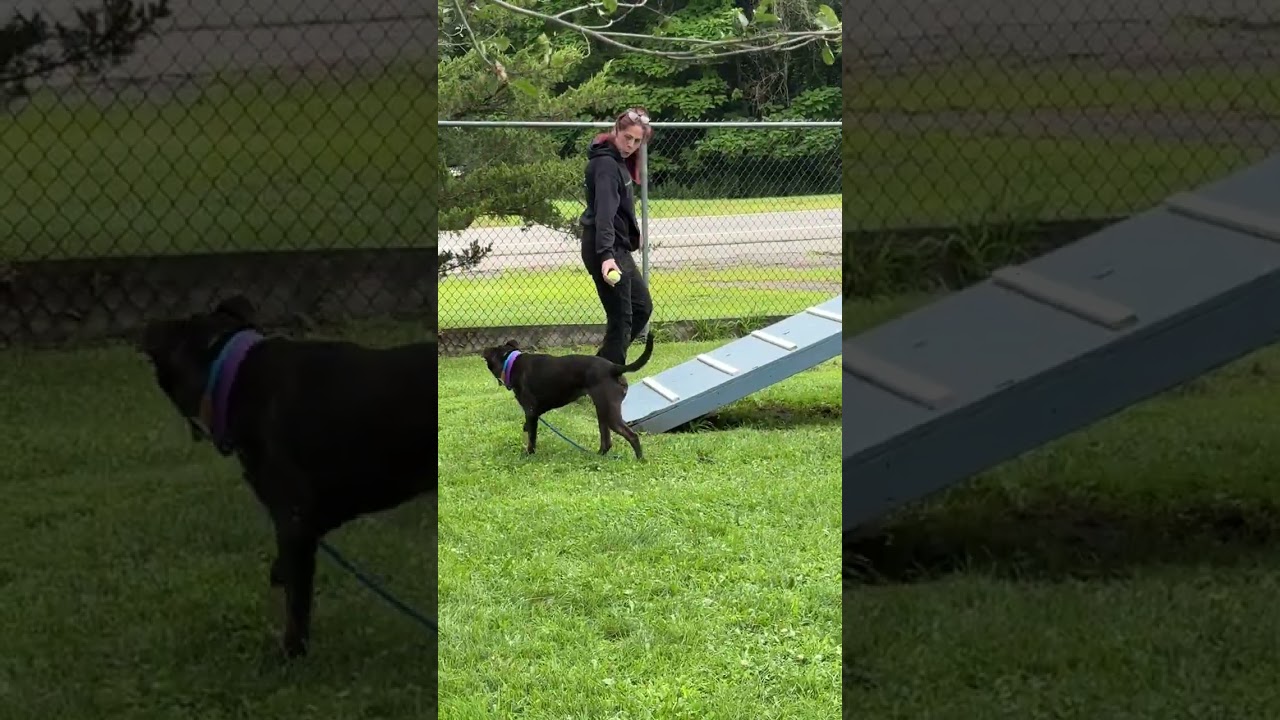 Enlarge MEET FERN - Beautiful lab /terrier mix, loves to be out & about COURTESY POSTING WAYNE NJ, a ADOPTABLE mixed breed in Clifton, NJ video 4/6