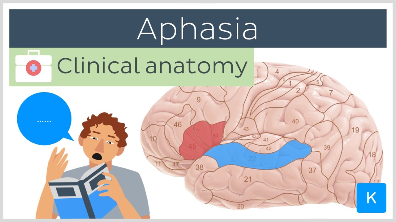 Aphasia Explained