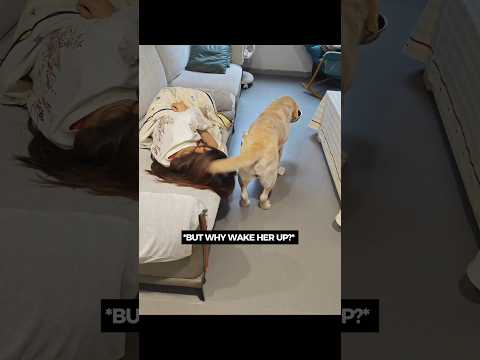 The Cutest Wake-Up Call Ever 🥹 #dogstory