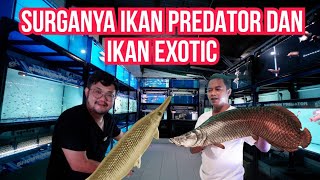 KENA MENTAL‼️UPDATE HARGA DI SHOWROOM IKAN PREDATOR TERLENGKAP - SURGANYA PEMGHOBI IKAN PREDATOR NIH