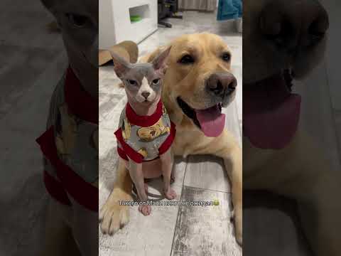 Кот удивил собаку🙈