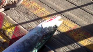 preview picture of video '16 Lb Kingfish Caught on Flagler Beach Pier'