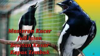 Download lagu Masteran Kacer full isian besetan kasar kapas tembak#video mp3