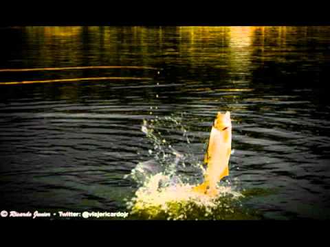 Goiano e Paranaense - A Viola e a Pescaria