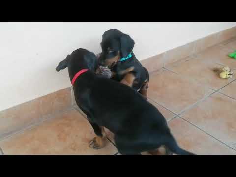 Dobermann Welpe kaufen