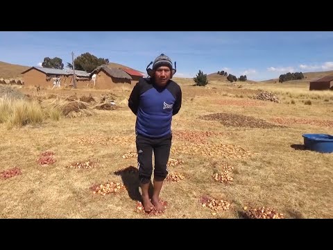 Así se HACEN LOS CHUÑOS, un alimento milenario de los AYMARAS. La Paz, Ñachoca Taraco,Lago Titicaca