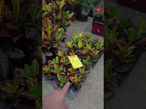 crotons na feira