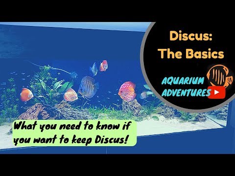 Discus Fish Basics: Introduction to keeping Discus for the 'Newbie' 2018