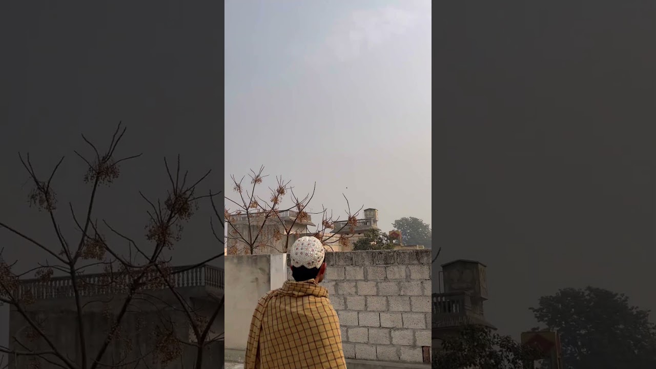 Shortvideo #parrot #talkingparot v #birds video