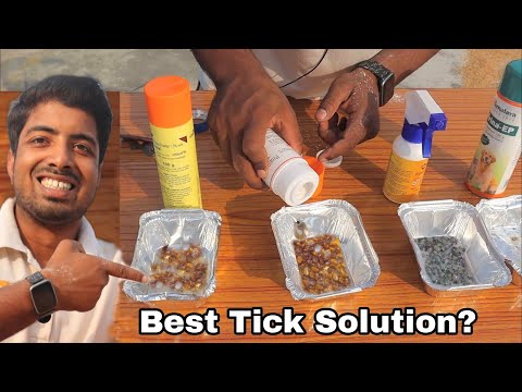 Best tick solution for dogs with live experiment on ticks 🔥🔥 || Tick powder || Spray || Spot on etc