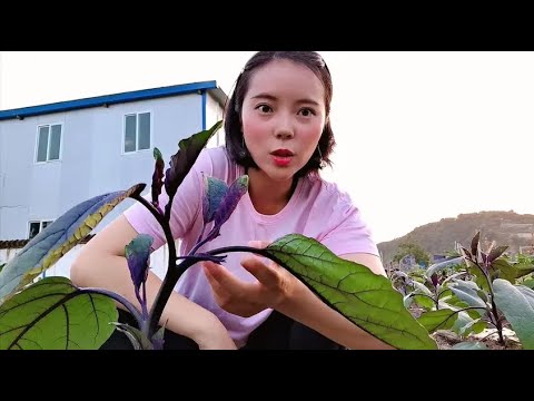 姑娘给茄子这样打枝，后期一棵树就能暴满果子，又直又嫩品质高！