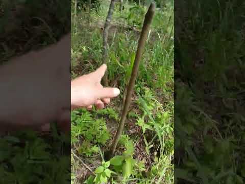 7 enero de 2026 granja el canal albania caqueta