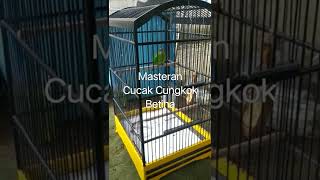Download lagu Masteran Cucak Cungkok Betina... mp3