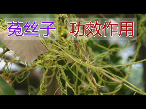 兔絲孑功效