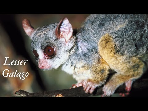 IUCN分類における絶滅の危険性を示す図。