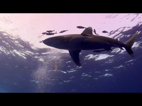 Brothers Daedalus Elphinstone (Egypt - Red Sea) diving with Longimanus and hammerhead sharks