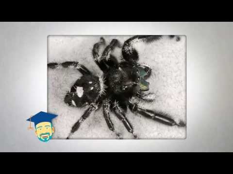 Ask the Pest Professor: Spider Bites