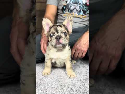 Video 1