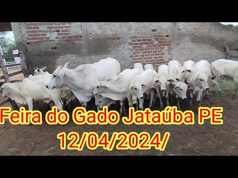 Feira do Gado em Jataúba PE 12/04/2024/