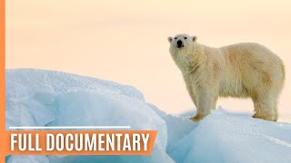 Chasing Polar Bears - Capturing the Arctic's Untamed Beauty | Full Documentary