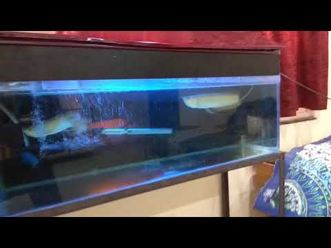 Fighting arowana fish