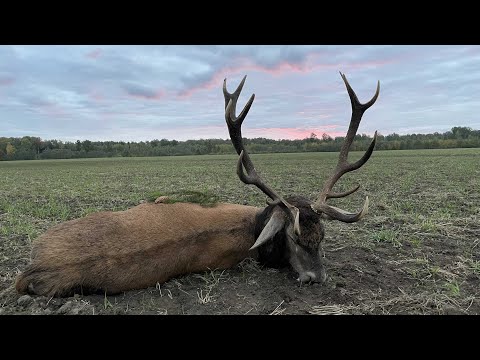 Kapitale Hirsche der Brunft 2021 - Verlosung des Kahle Gewinnspiels