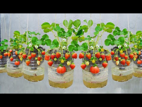 easy and quick way to grow strawberries hanging in plastic baskets for lots of fruit