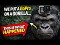 We Put A GoPro On A Gorilla This Is What Happened