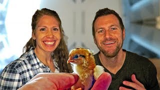 The Comprehensive Guide to Buying Chicks 🐥