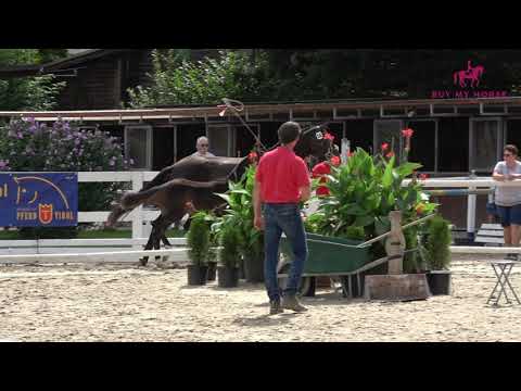 Buymyhorse Stutfohlen Escamillo x Morricione