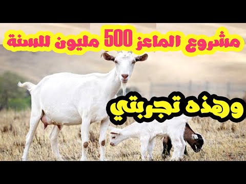 , title : 'مشروع تربية الماعز في سنة وكسب عائد ضخم يقدر بضعف رأس المال أكثر من 5 مرات بالتجريب'