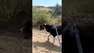 Video preview image #1 Beagle-Staffordshire Bull Terrier Mix Puppy For Sale in Aurora, CO, USA