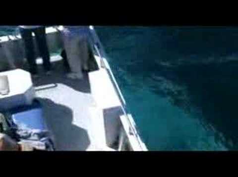 Narooma Charters and Barunguba Montague Island Tours