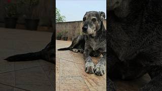 Cachorra idosa #dog #doglover #dogs #pets #dogshorts