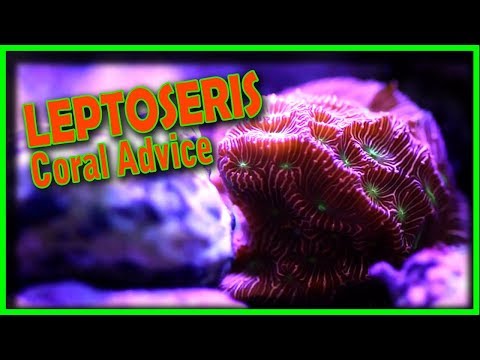 Coral Advice - Leptoseris Coral