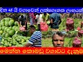සාර්ථක කොමඩු වගාවකට මූලසිට අග දක්වා ද�