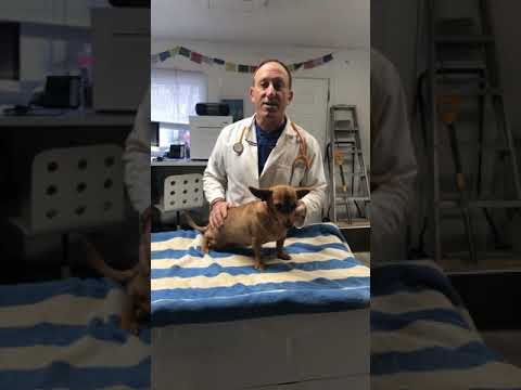 Fear Free Vet Visits
