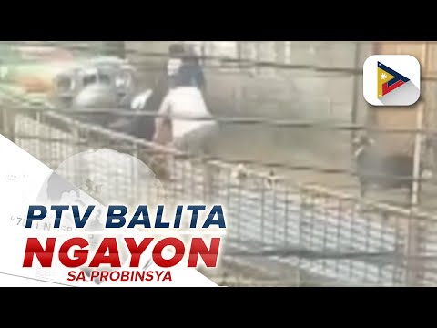 Lalaki sa video na pumatay at nagkatay ng aso sa Baguio City, kinasuhan