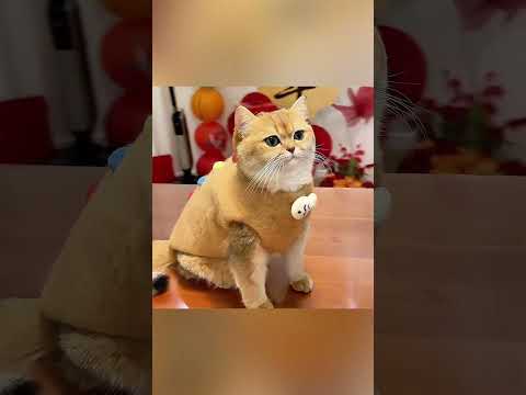 😹👟 O Gato Amava os Sapatos… Até Isso Acontecer! #pets #shortsviral