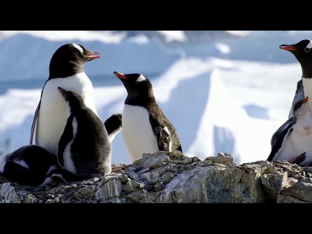 Antarktis Expedition - Pinguinkolonie & Wale