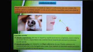 Pregatire de BAC la Biologie Lecția 11: Anatomia și fiziologia omului. Recepția senzorială.