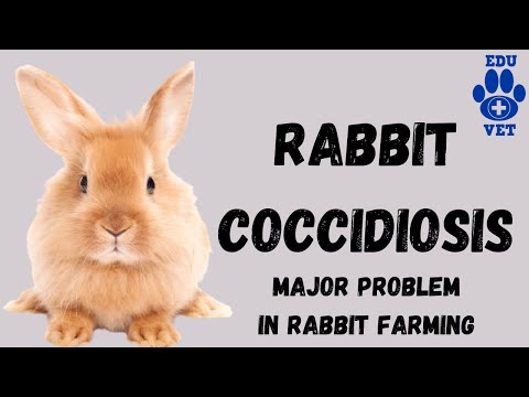 , title : 'Rabbit Coccidiosis-Veterinary Parasitology'