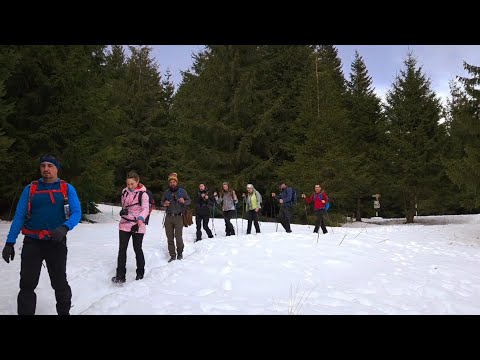 Cab. DIHAM 1320 m - Pichetul ROȘU 1445 m - Poiana COȘTILEI 1300 m - BUȘTENI (Căminul Alpin) 950 m