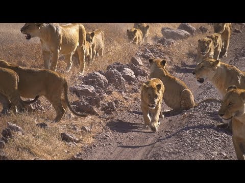 Trip to Tanzania | Safari | 4K