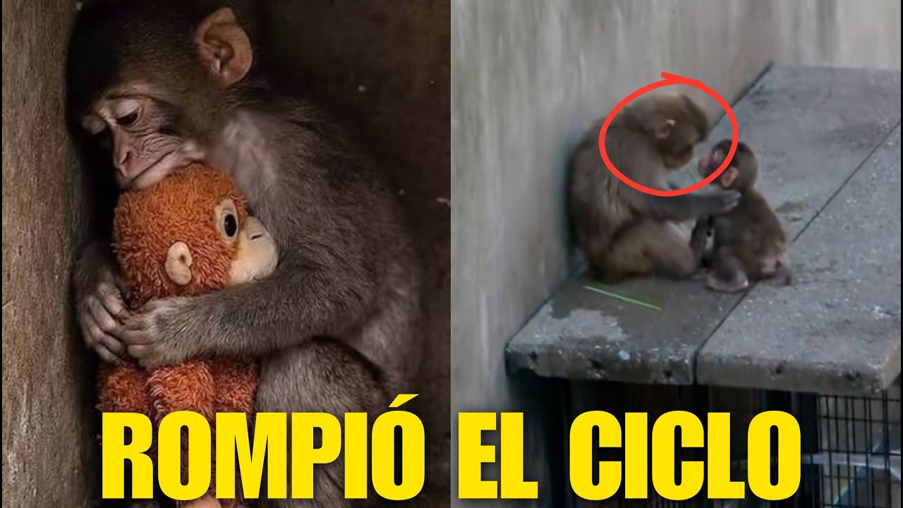 ESTO ACABA de PASAR con EL CHANGUITO PUNCH, el del PELUCHE, ROMPIÓ EL CICLO