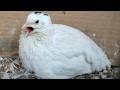 Quail Call Sounds Female Hen Coturnix Bird